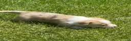 Welsh Corgi Pembroke dogs for sale: Welsh Corgi Pembroke 2 - Ad 15
