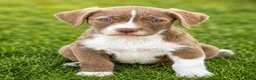 Mixed Breed dogs for sale: Rusty - Ad 1