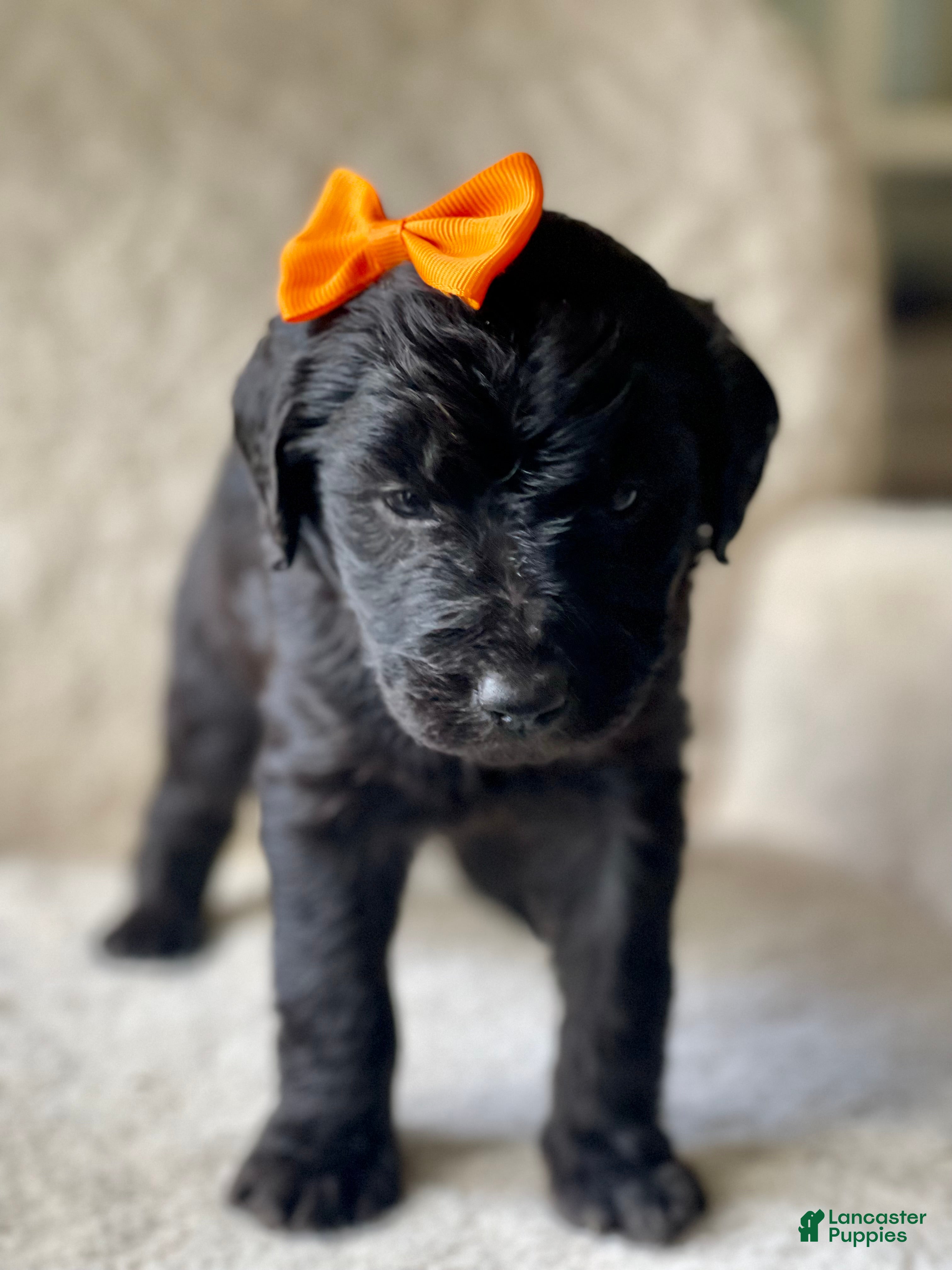 Goldendoodle dogs  Orange Collar Female - Ad 5