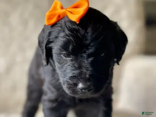 Goldendoodle dogs Orange Collar Female - Ad 5