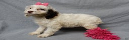 Cockapoo dogs for sale: Angel - Ad 2
