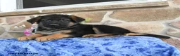 German Shepherd dogs for sale: Simba - Ad 4