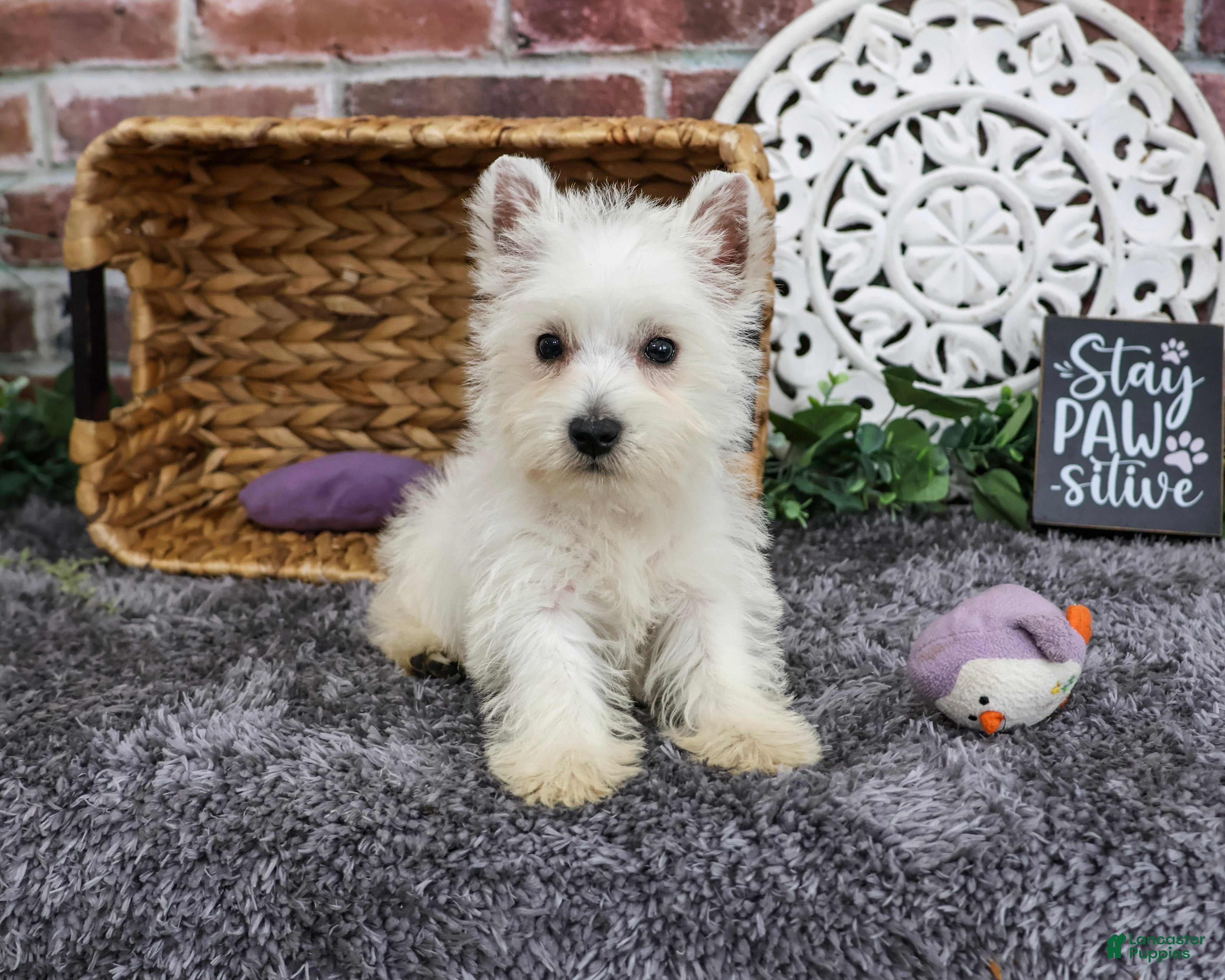 West Highland Terrier dogs Fiona  - Ad 2