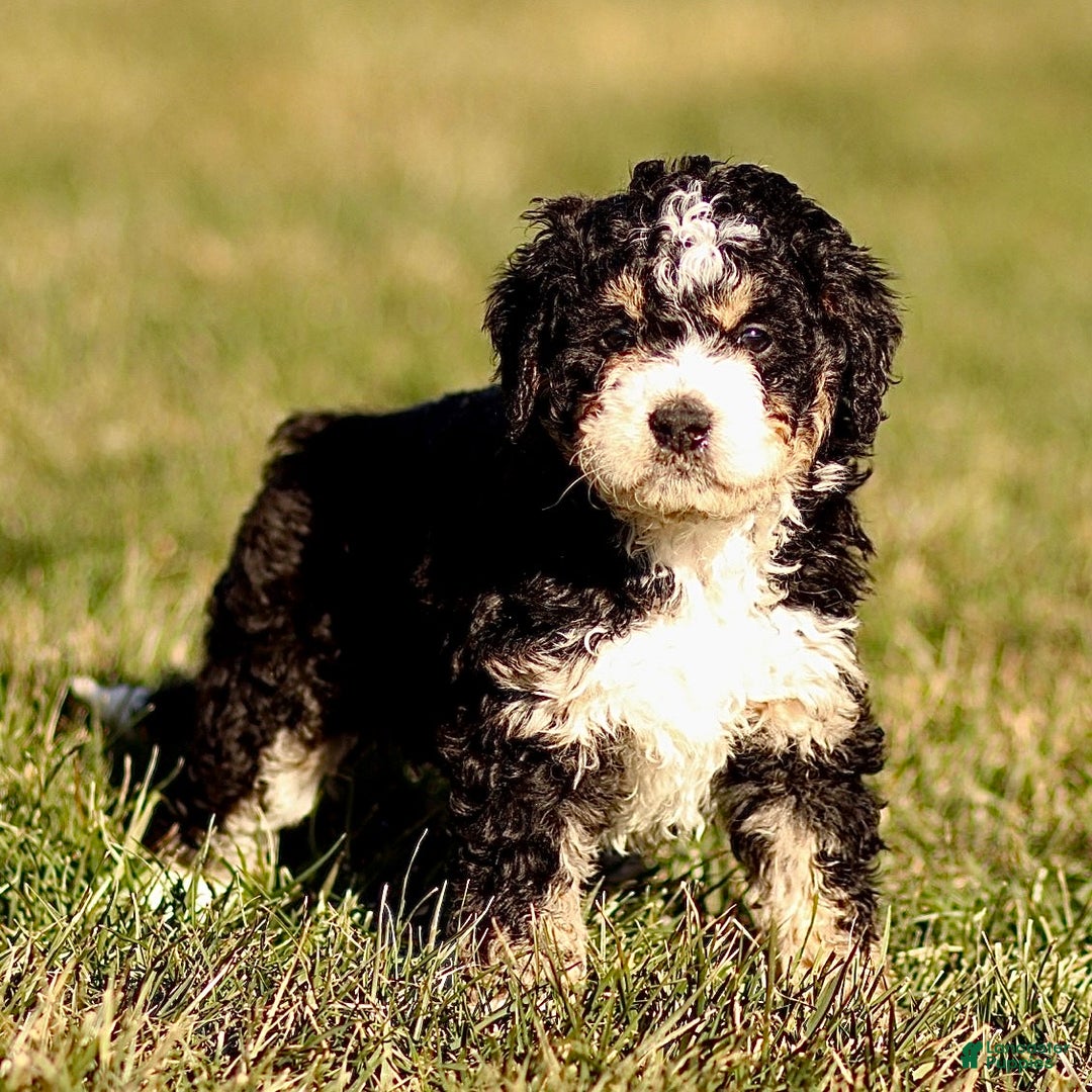 Mini Bernedoodle dogs for sale: Hazel - Ad 3
