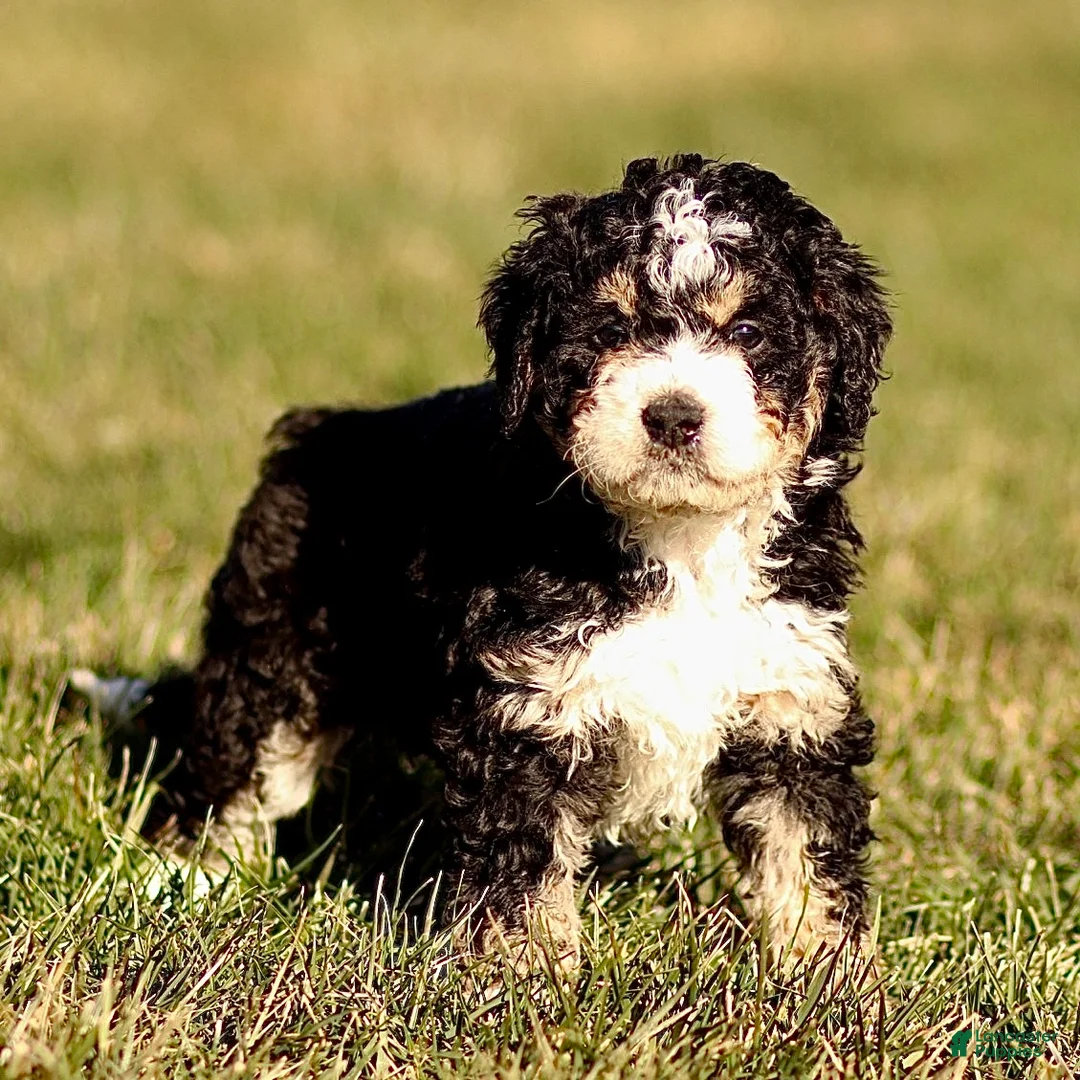 Mini Bernedoodle dogs for sale: Hazel - Ad 6