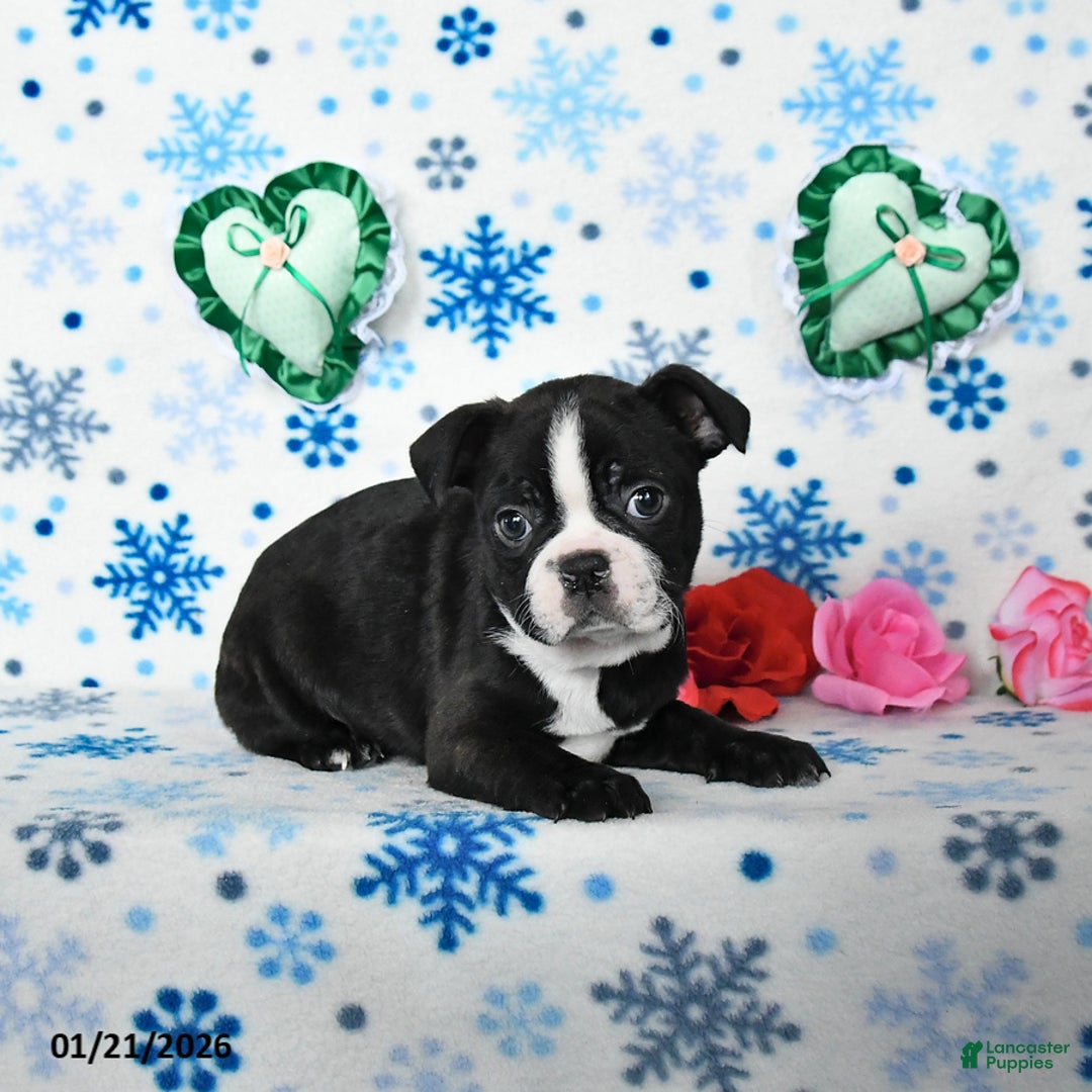 Boston Terrier dogs for sale: Charm  - Ad 2