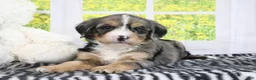 Mini Bernedoodle dogs for sale: Ruby - Ad 5