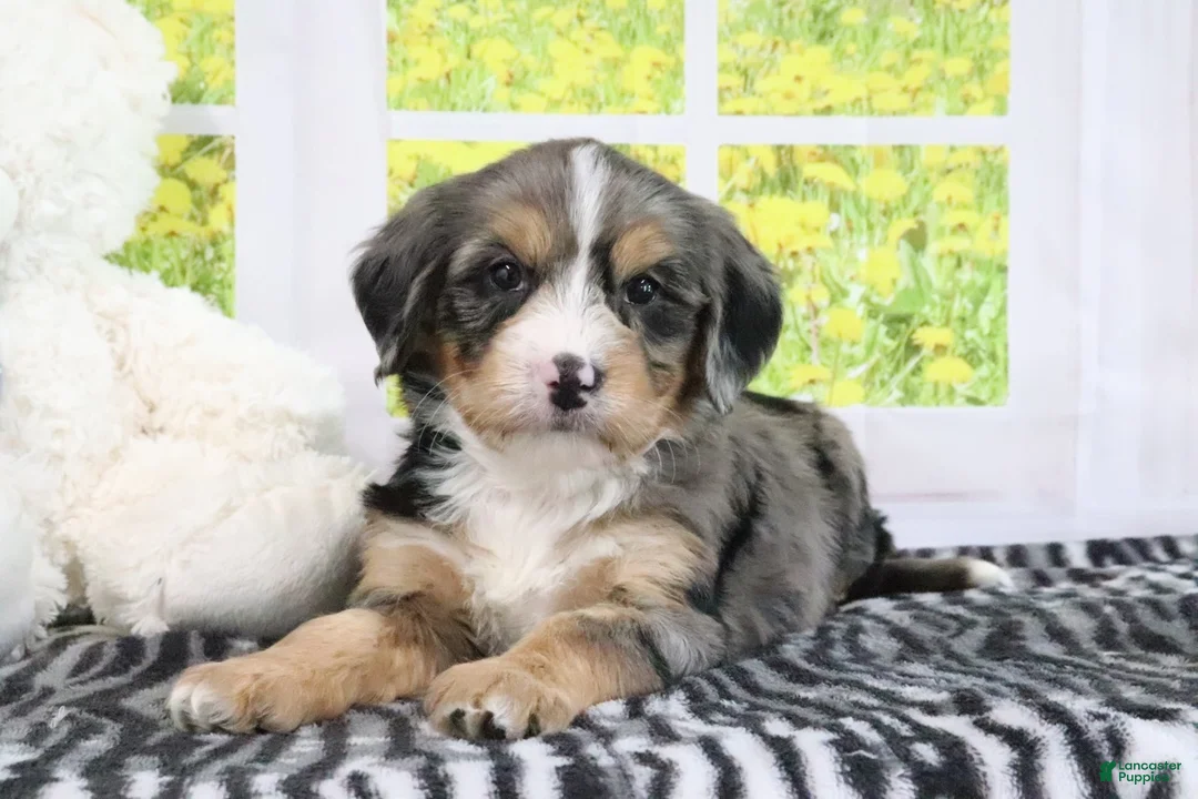 Mini Bernedoodle dogs for sale: Ruby - Ad 5
