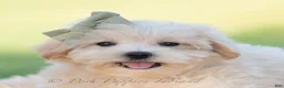 Maltipoo dogs for sale: Moose - Ad 4