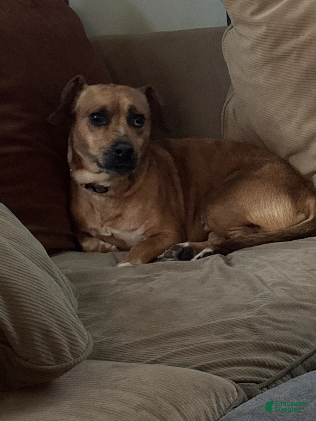 Mixed Breed dogs for sale: Chilli - Ad 1