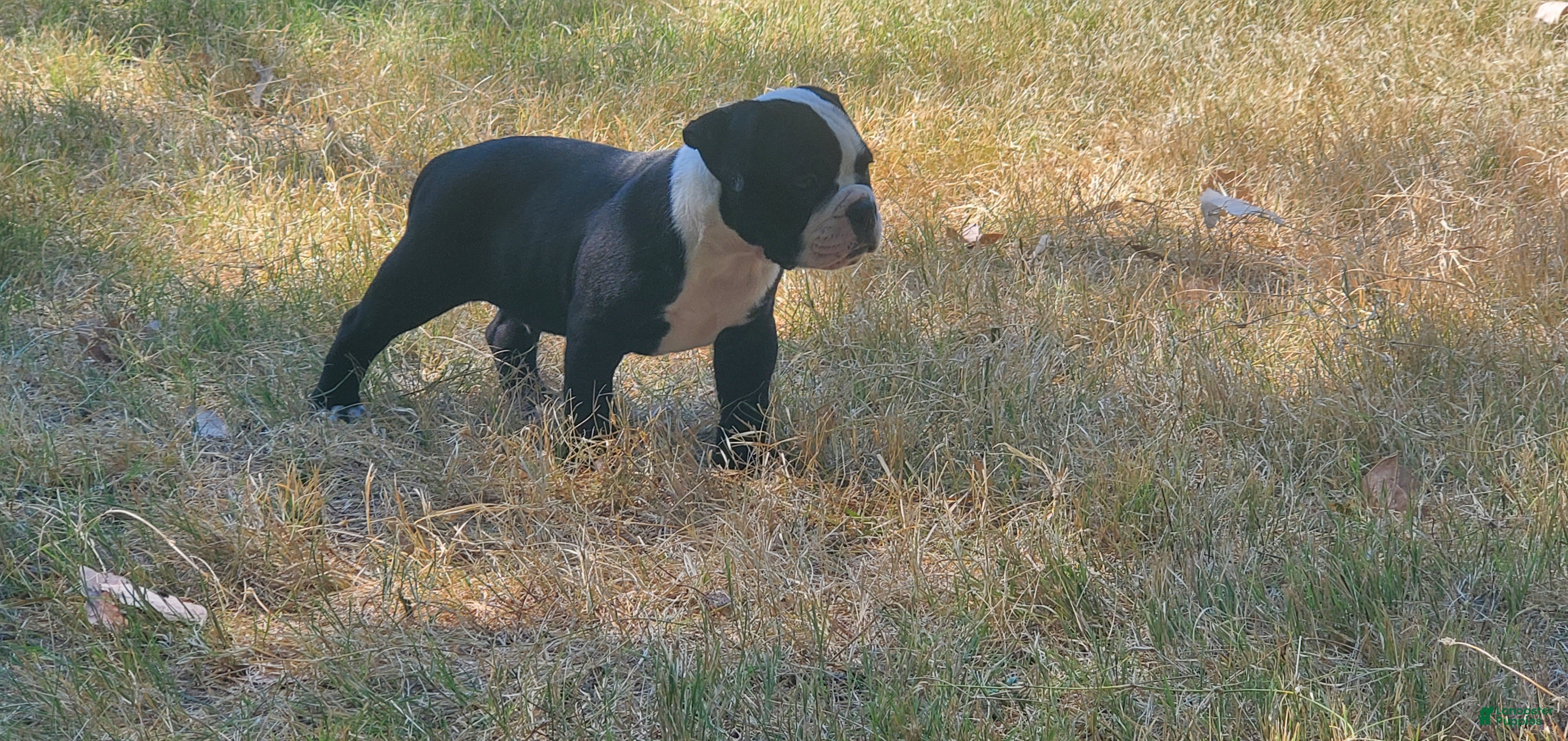 Alapaha Blue Blood Bulldog dogs Alapaha Blue Blood Bulldog 5 - Ad 1
