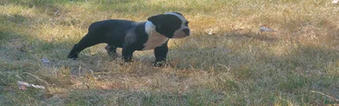 Alapaha Blue Blood Bulldog 5