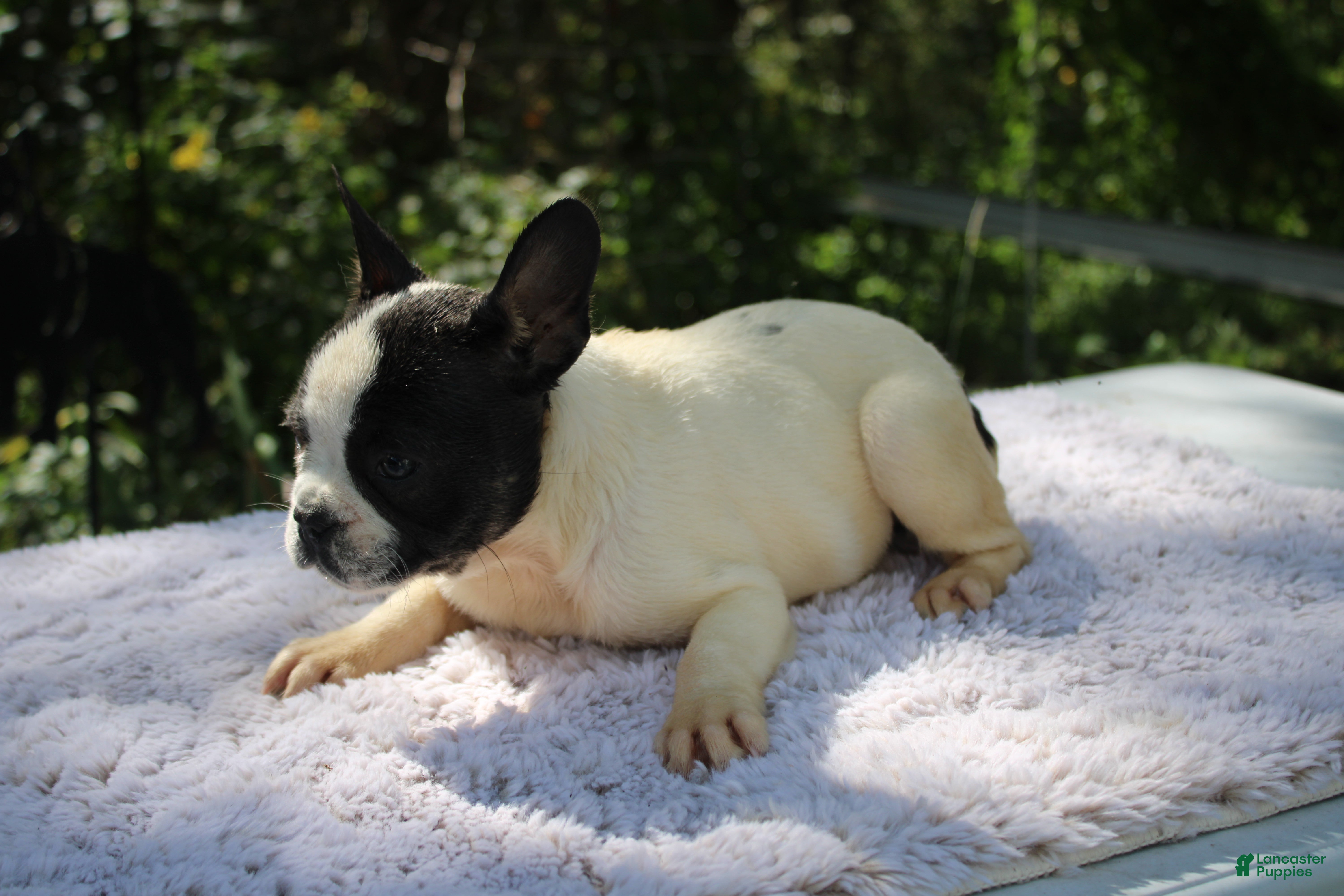 French Bulldog dogs MISS PIGGY- FLUFFY CARRIER (bottle baby) - Ad 2