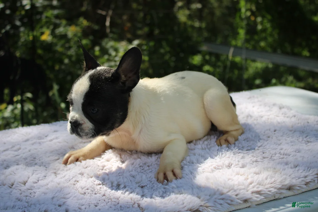 French Bulldog dogs for sale: MISS PIGGY- FLUFFY CARRIER (bottle baby) - Ad 2