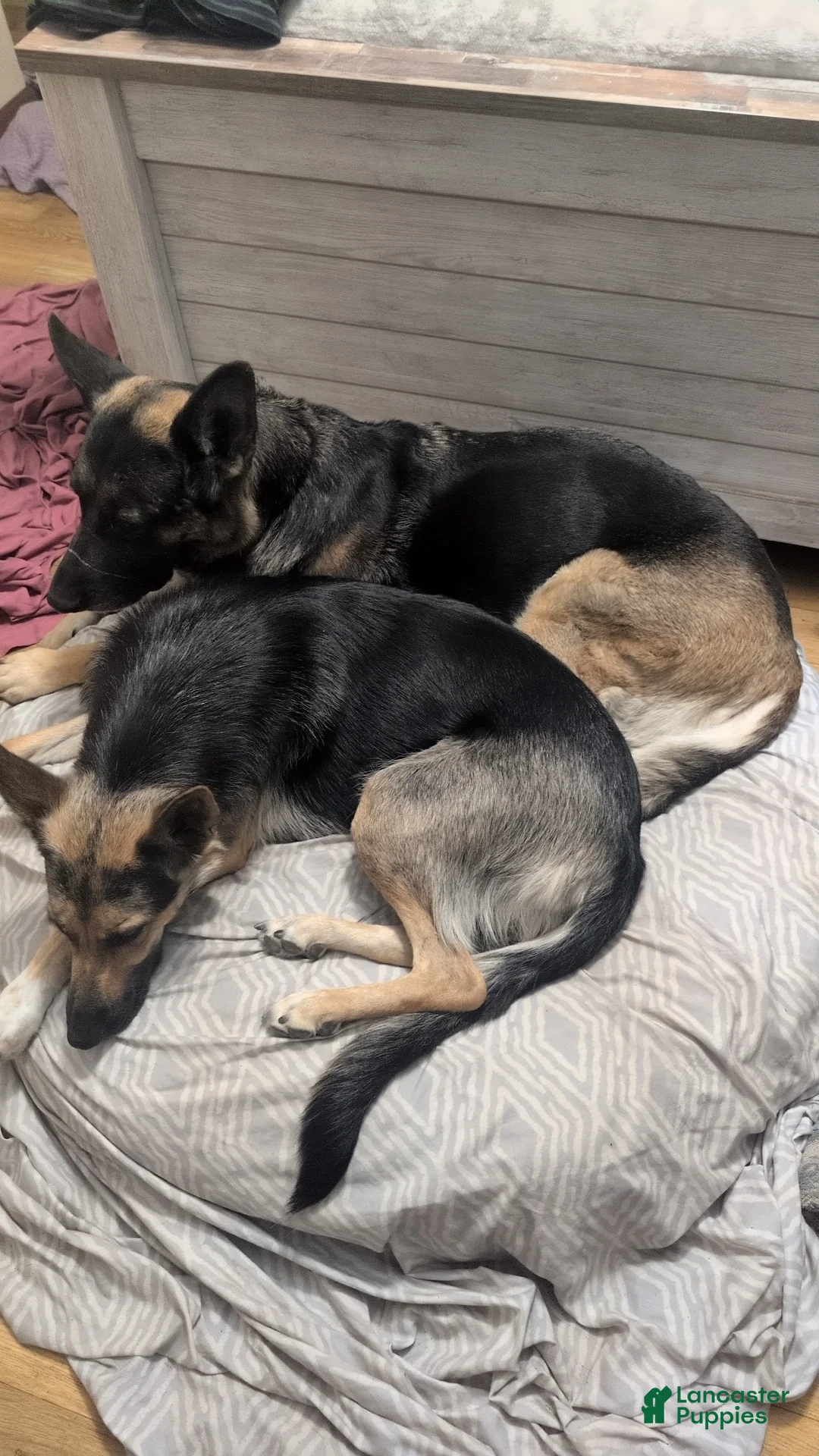 Mixed Breed dogs for sale: Mixed Breed 1 - Ad 2
