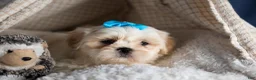 Shih Tzu dogs for sale: GUNNER - Ad 11