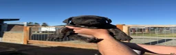 Cane Corso dogs for sale: Cane Corso Puppy 4 - Ad 1