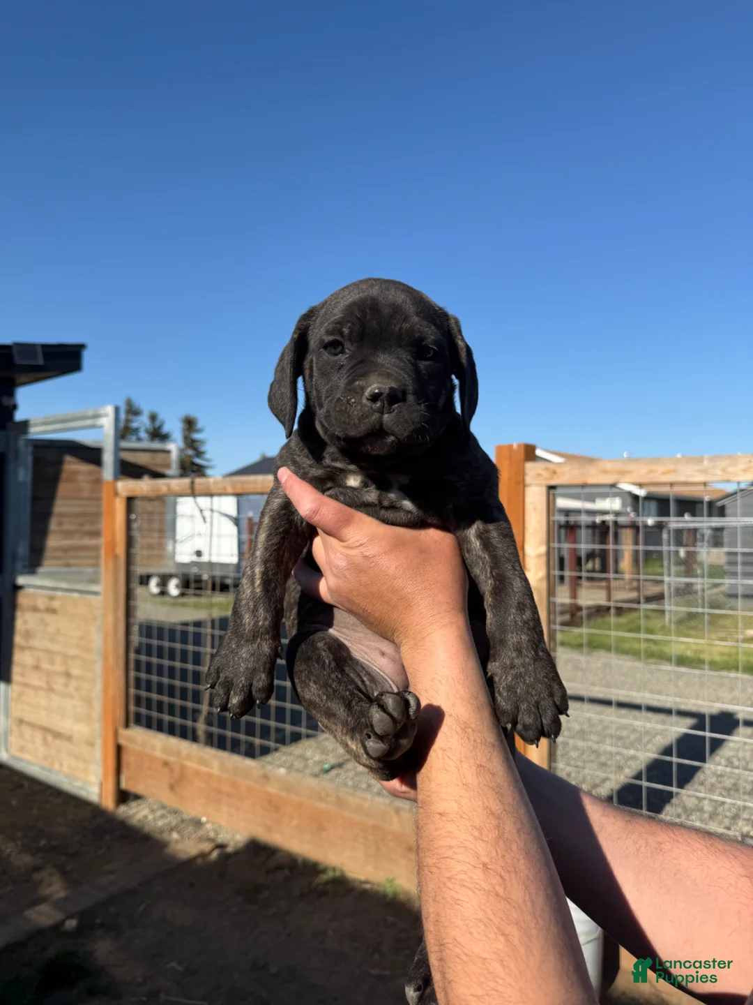 Cane Corso dogs for sale: Cane Corso Puppy 4 - Ad 1