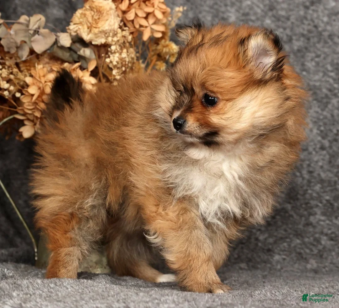 Pomeranian dogs for sale: Daisy - Ad 4