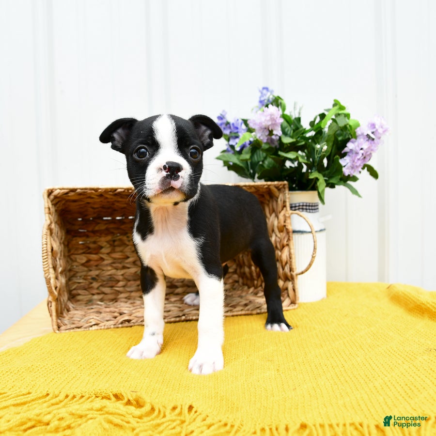 Boston Terrier dogs Bruno - Ad 1