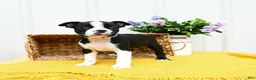 Boston Terrier dogs for sale: Bruno - Ad 1