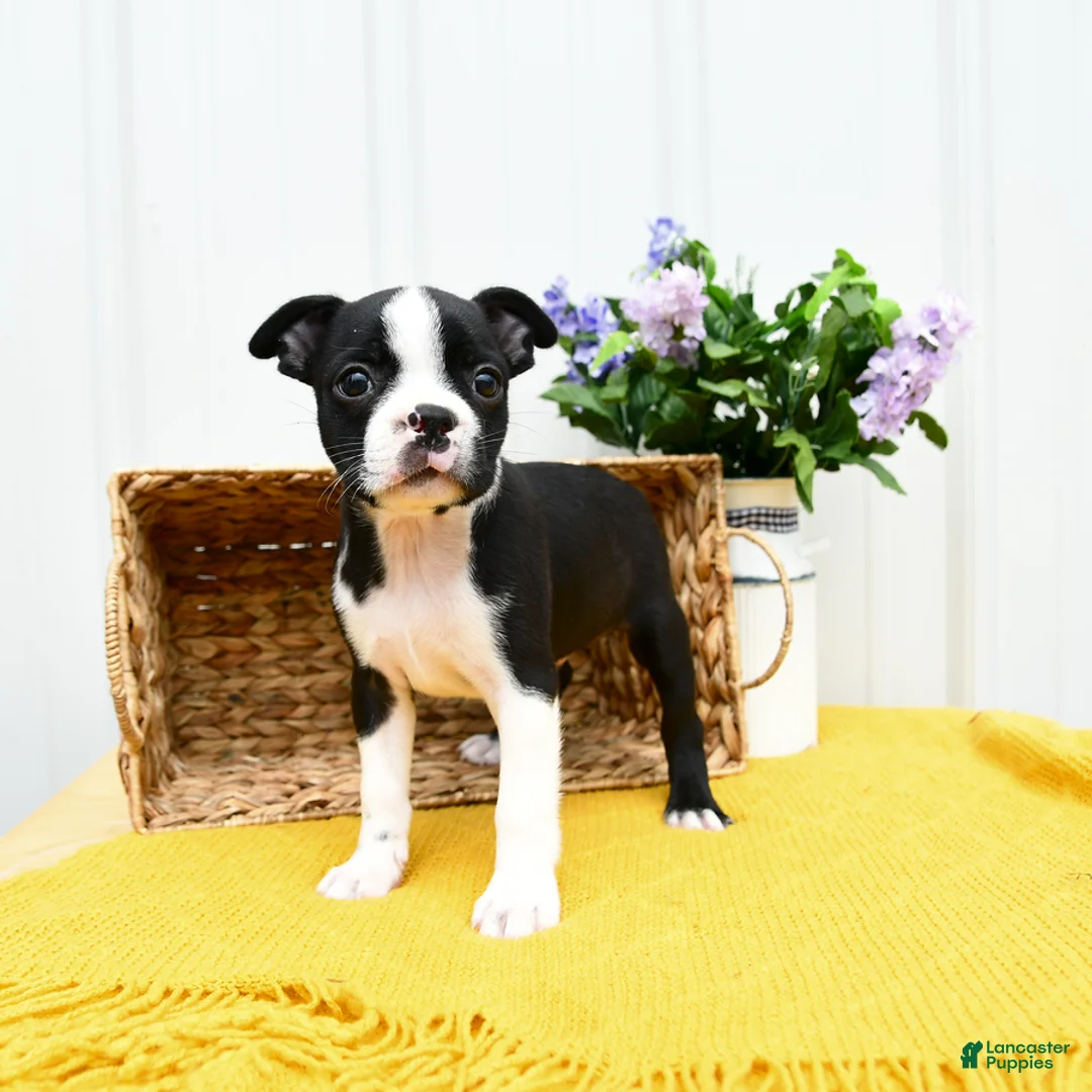 Boston Terrier dogs for sale: Bruno - Ad 1