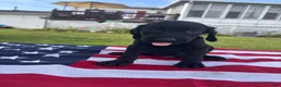 Mixed Breed dogs for sale: Cliff - Ad 8
