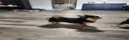 Chihuahua dogs for sale: Boone - Ad 16