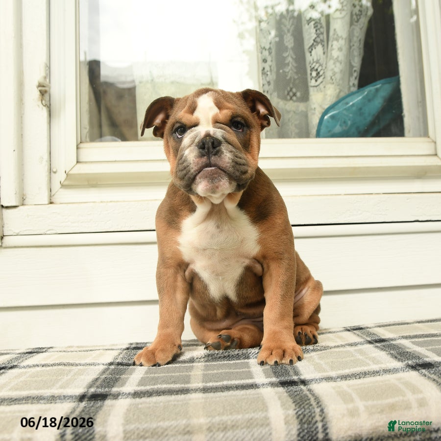 English Bulldog dogs Luna  - Ad 1