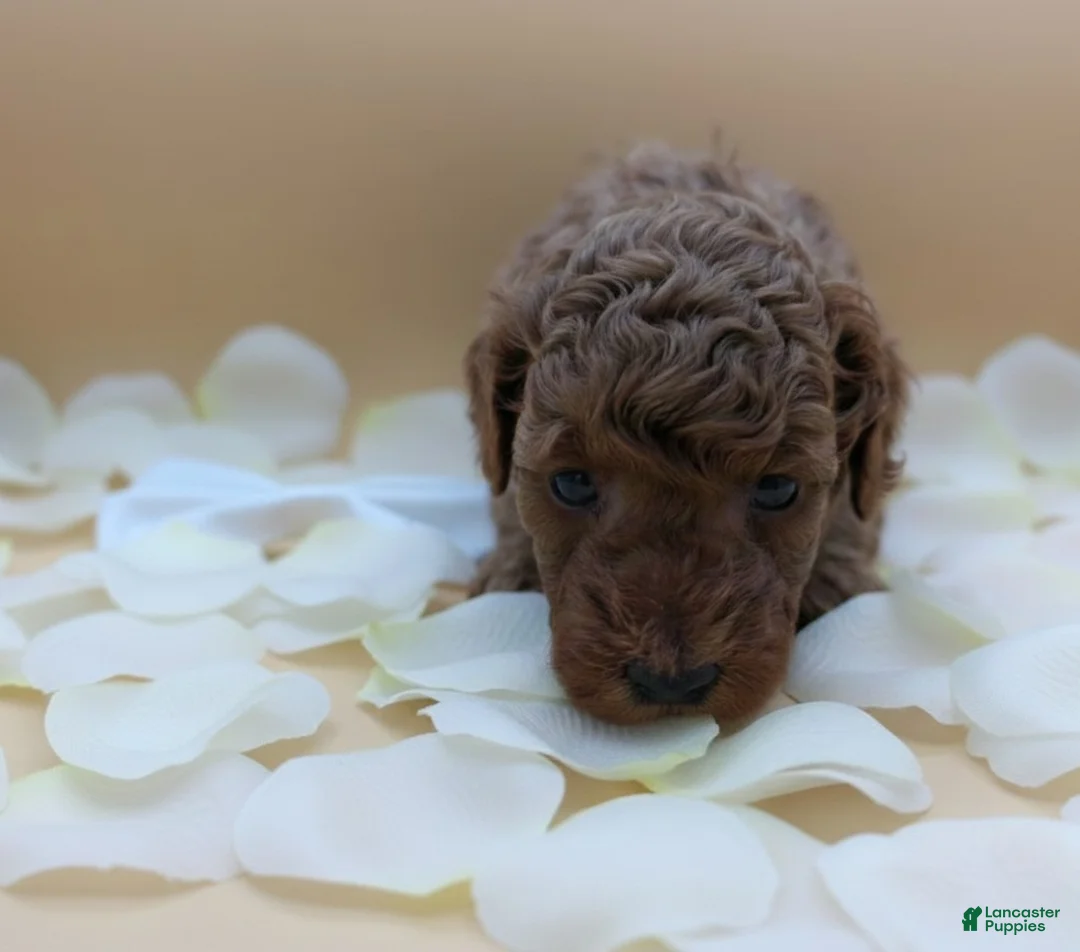 Toy Poodle dogs for sale: Olivia 🤍 - Ad 9