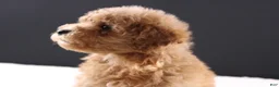 Shihpoo dogs for sale: Milo - Ad 9