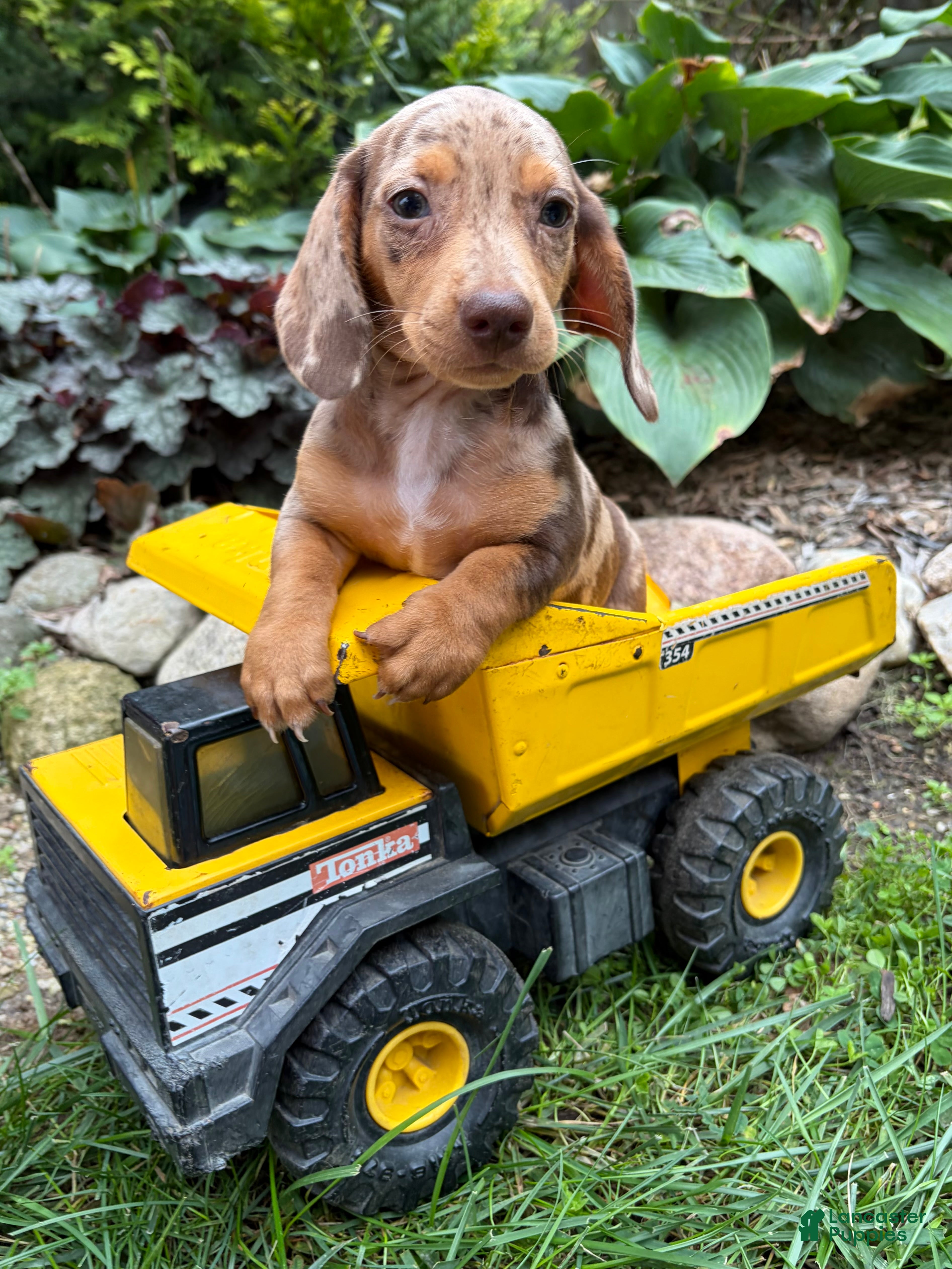 Fizzle, Dachshund