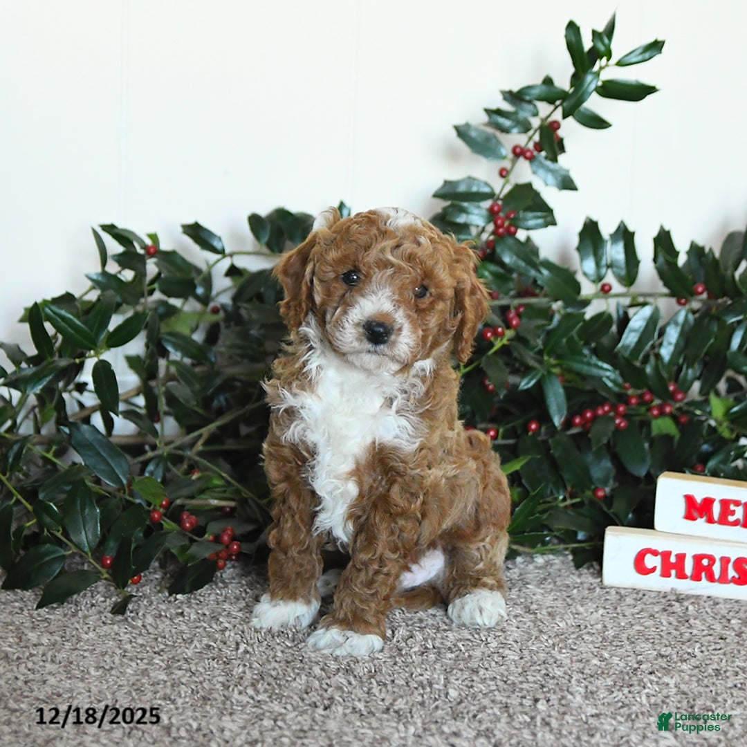 Mini Goldendoodle dogs for sale: Kip   - Ad 3