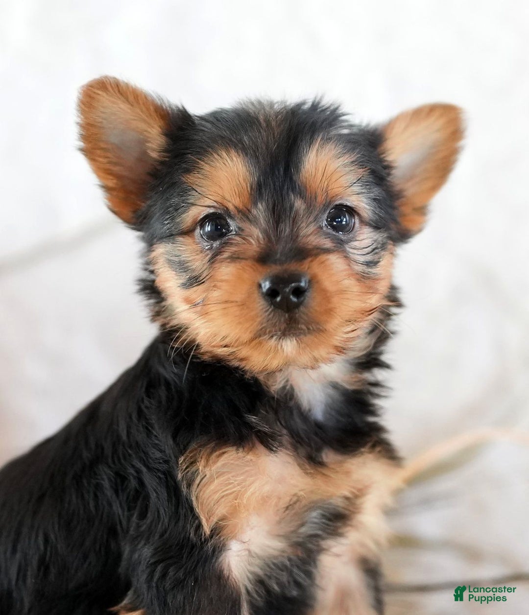 Morkie dogs for sale: Paisley - Ad 10