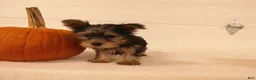 Yorkshire Terrier dogs for sale: Ruby - Ad 5