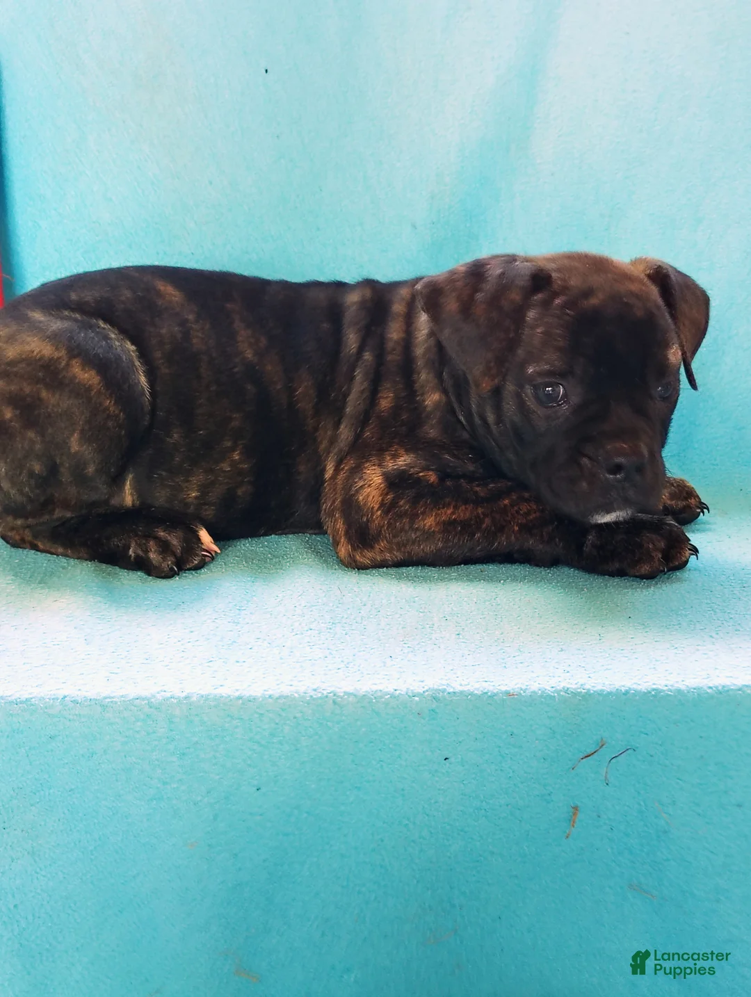 Olde English Bulldogge dogs for sale: Aerial  - Ad 3
