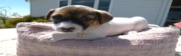 Jack Russell Terrier dogs for sale: Jack Russell Terrier Puppy 4 Snappy - Ad 3