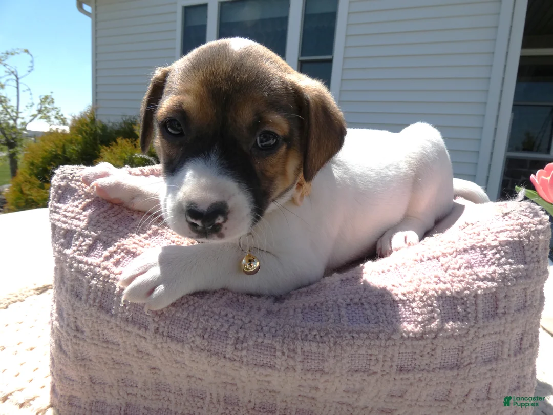 Jack Russell Terrier dogs for sale: Jack Russell Terrier Puppy 4 Snappy - Ad 2
