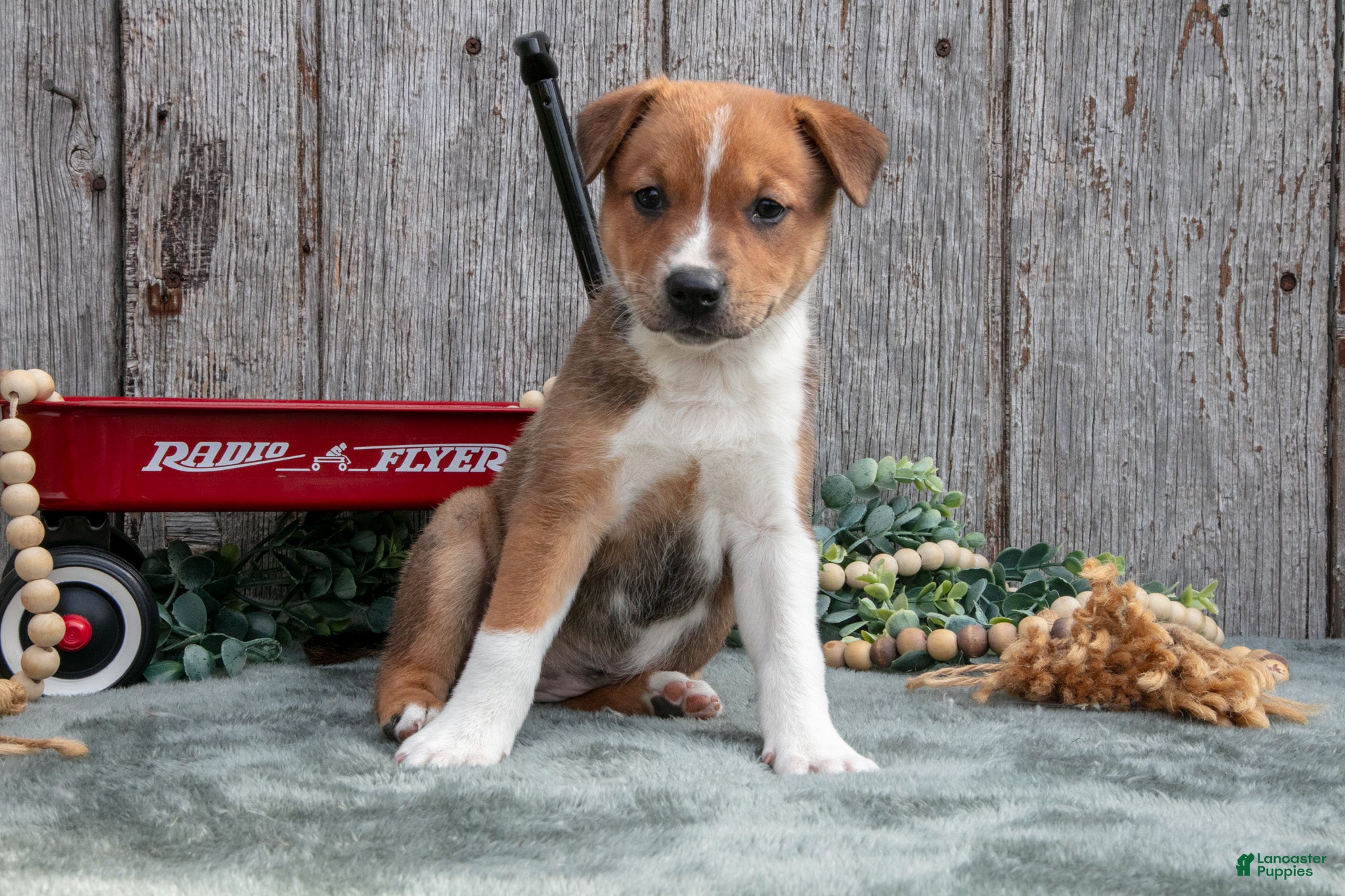 Mixed Breed dogs Skye - Ad 1