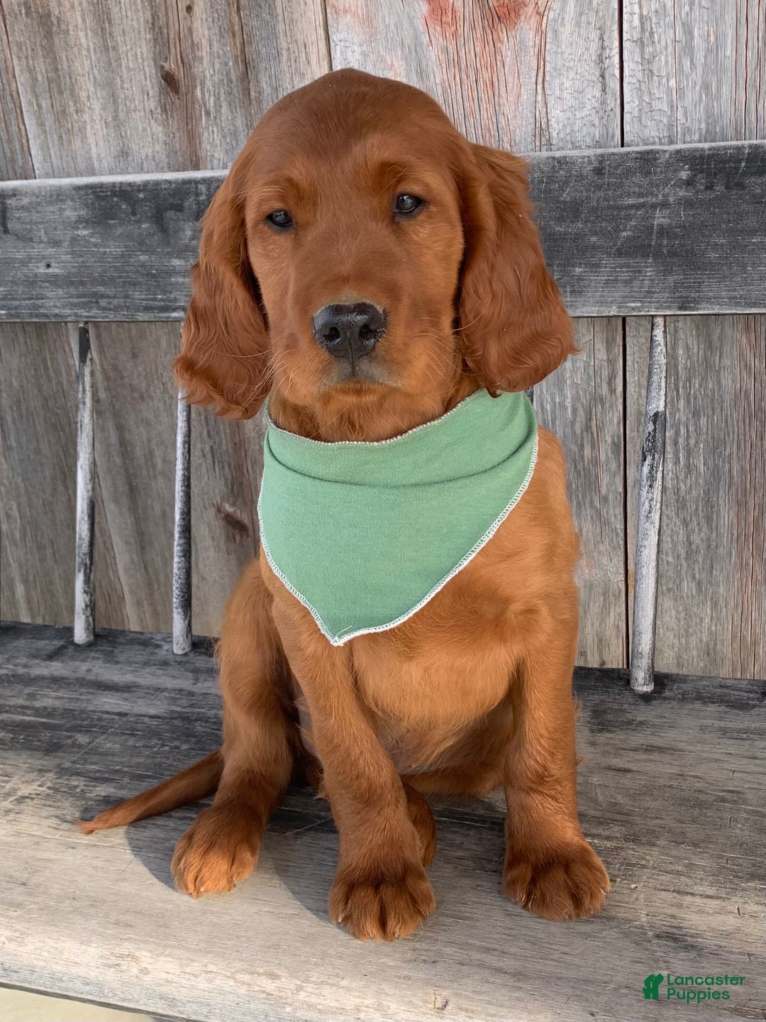 Irish Setter dogs for sale: Murphy - Ad 7