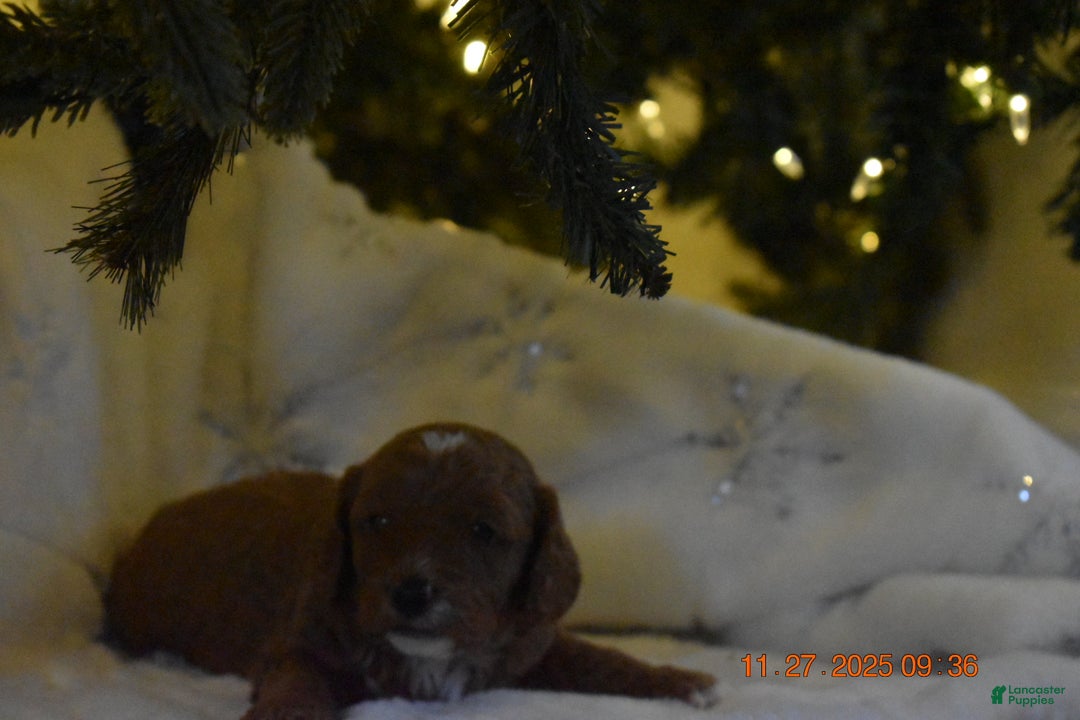 Cavapoo dogs for sale: Cavapoo Puppy 1 - Ad 5