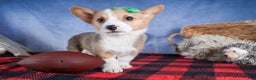 Welsh Corgi Pembroke dogs for sale: Mario - Ad 11