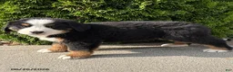 Bernese Mountain Dog dogs for sale: Bailey - Ad 3