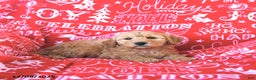 Mini Goldendoodle dogs for sale: Santa   - Ad 2