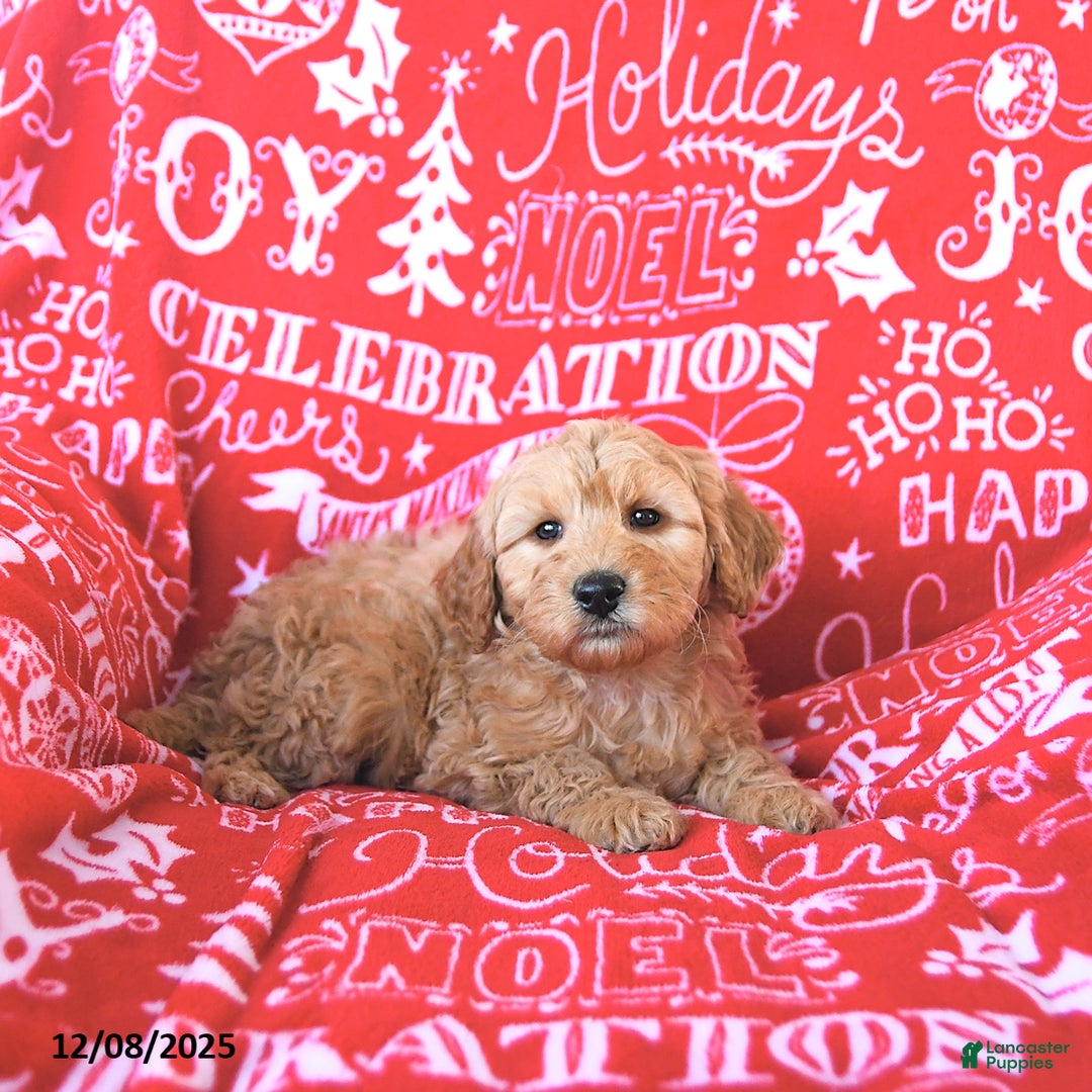 Mini Goldendoodle dogs for sale: Santa   - Ad 2