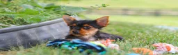 Yorkshire Terrier dogs for sale: Ellie - Ad 9