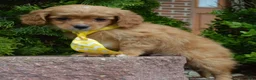 Cavapoo dogs for sale: Charlie - Ad 15