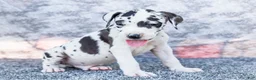 Great Dane dogs for sale: Dirk - Ad 9