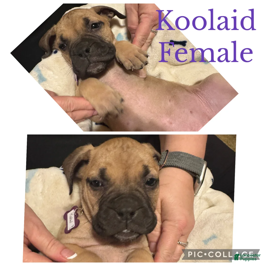 Bullmastiff dogs for sale: Bullmastiff Puppy 6 - Ad 1