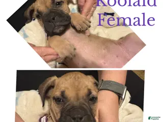 Bullmastiff dogs Bullmastiff Puppy 6 - Ad 8